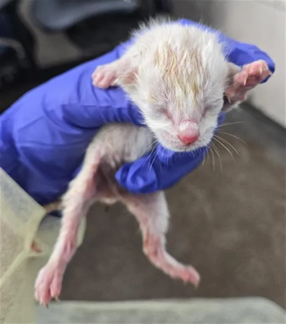 A baby medium-sized male Domestic Short Hair cat named Mushroom for adoption in Dallas, TX