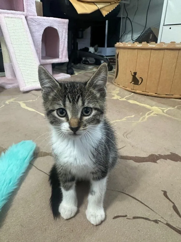 A baby small-sized male Brown / Chocolate Domestic Short Hair cat named Sazon for adoption in Hudson, NH