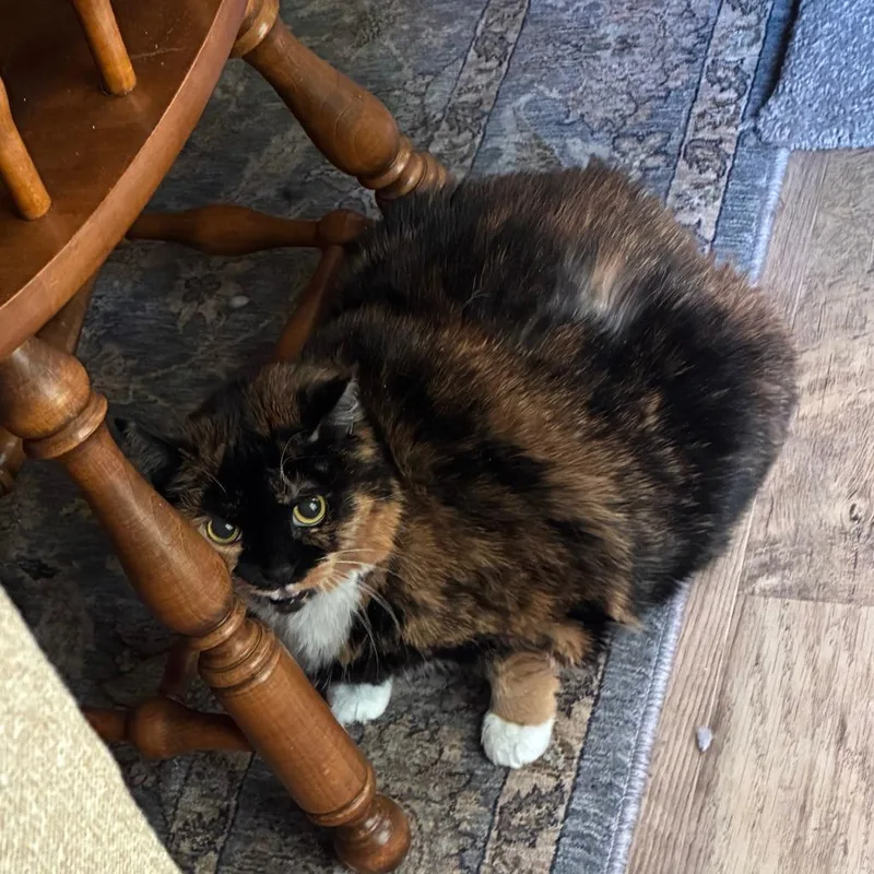 A senior small-sized female Calico Domestic Short Hair cat named Chloe for adoption in Lynchburg, VA