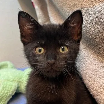 A baby small-sized male Black Domestic Short Hair cat named Tate for adoption in Pittsburgh, PA