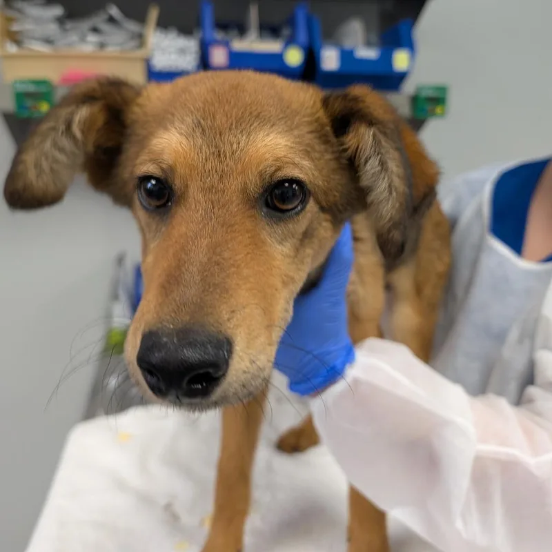 A young small-sized male Brown / Chocolate Shepherd dog named Manning for adoption in Greenville, SC