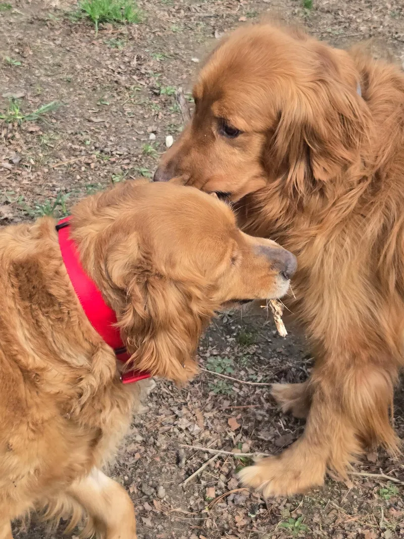 An adult large-sized female Golden Golden Retriever dog named Molly for adoption in Capon Bridge, WV