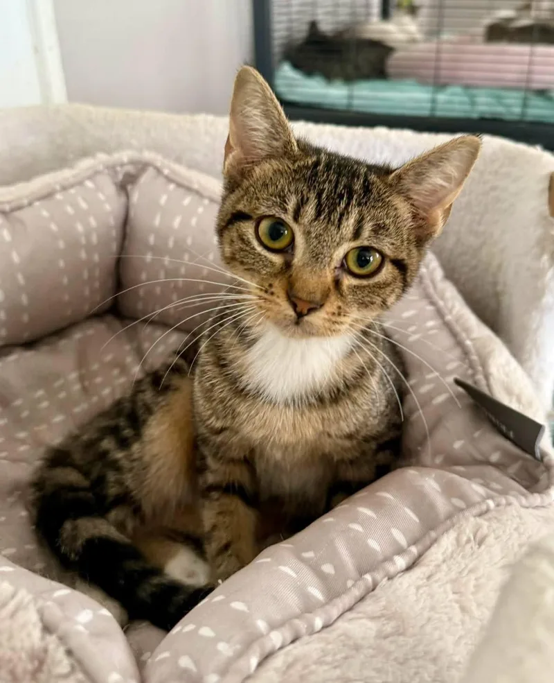 A young medium-sized female Tabby (Brown / Chocolate) Domestic Short Hair cat named Raine for adoption in Shreveport, LA