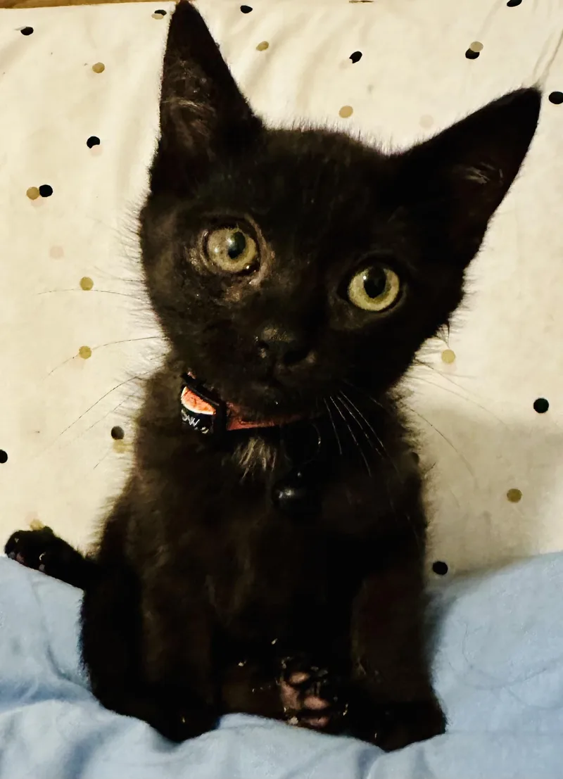 A baby medium-sized male Black Domestic Short Hair cat named Heppin for adoption in Fresno, CA