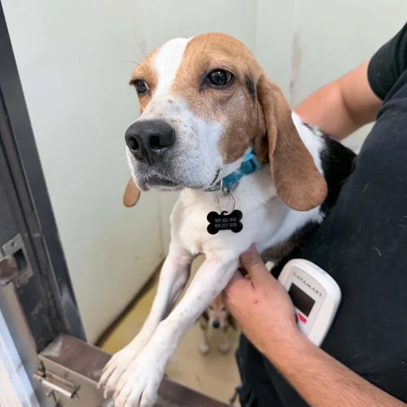 An adult medium-sized male Brown / Chocolate Beagle dog named Pablo Picasso  Chino for adoption in Chino Hills, CA