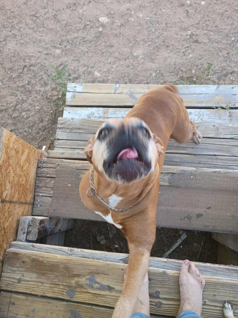 An adult medium-sized female Boxer dog named Penney for adoption in Tucson, AZ