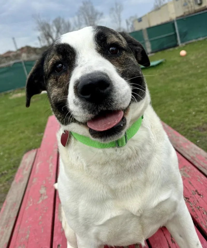 A young medium-sized female Mixed Breed dog named Ava for adoption in Warren, MI