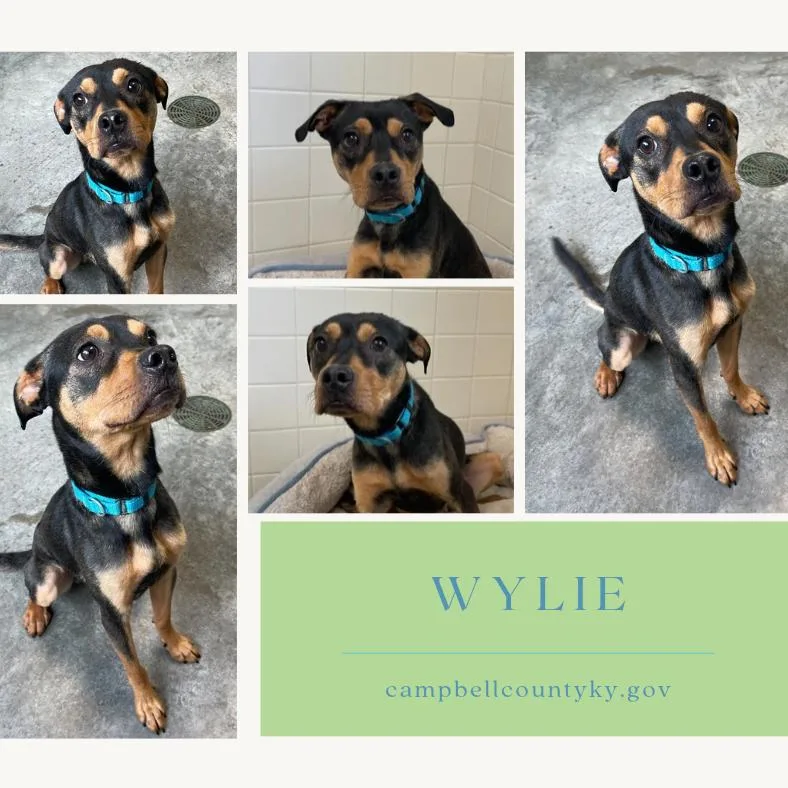 A young medium-sized male Black Mixed Breed dog named Wylie for adoption in Melbourne, KY