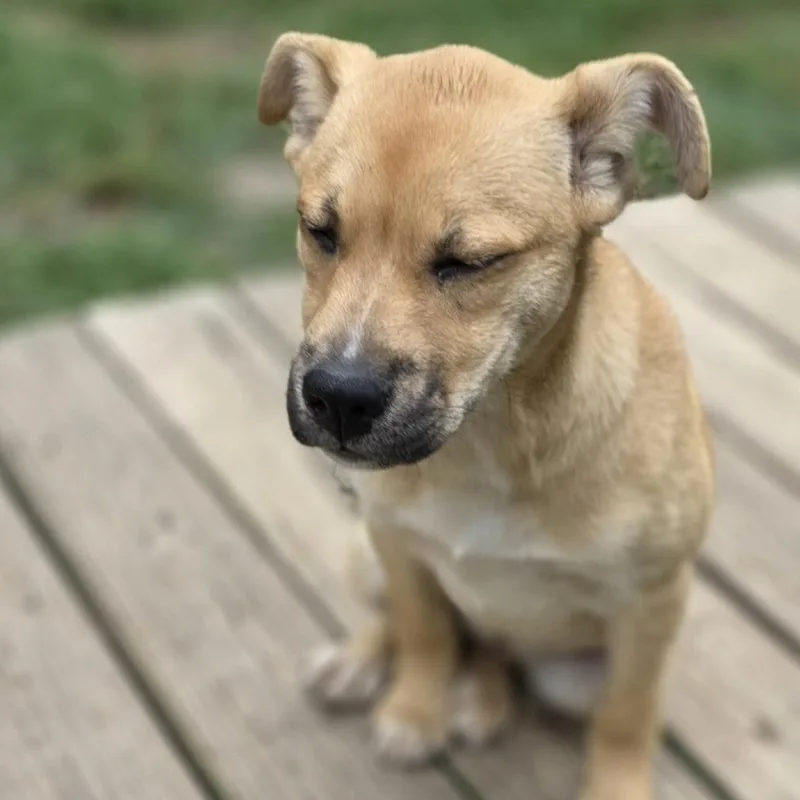 A baby medium-sized female Brown / Chocolate Husky dog named June for adoption in Wiggins, MS