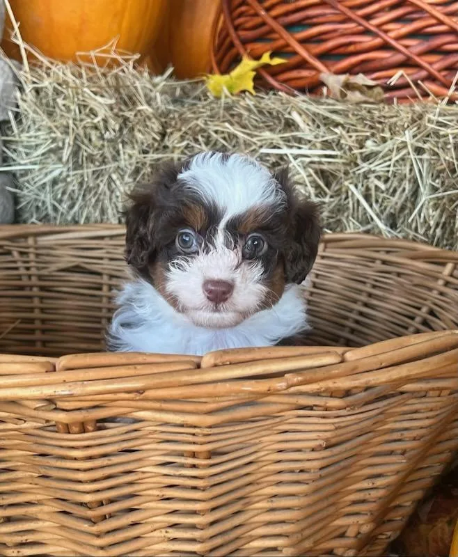 A baby small-sized female Miniature Poodle dog named Cappuccino for adoption in Belmont, NY