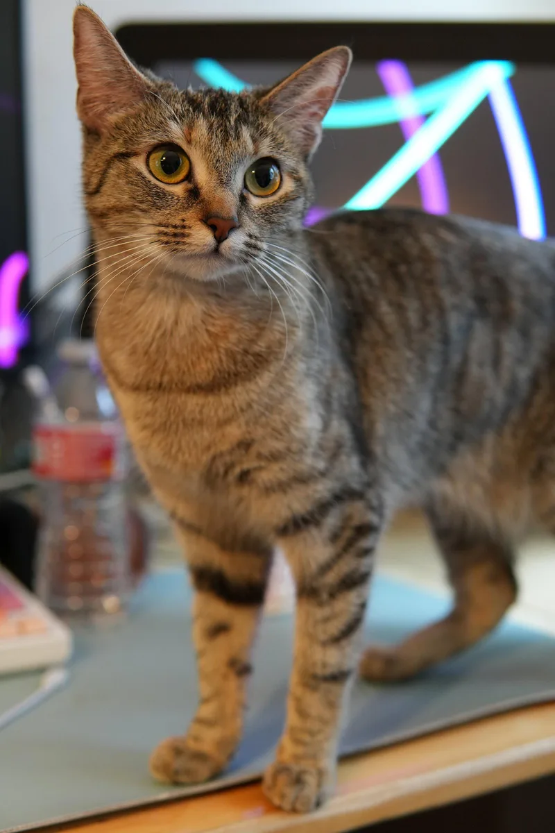 A young medium-sized female Domestic Short Hair cat named Ashley for adoption in Los Angeles, CA