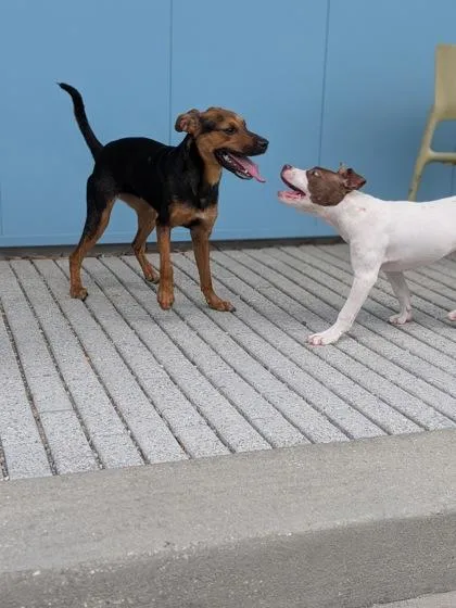 An adult medium-sized female Mixed Breed dog named Miss Piggy for adoption in New Orleans, LA