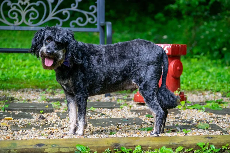 An adult medium-sized male Black Australian Shepherd dog named The Professor for adoption in Sevierville, TN