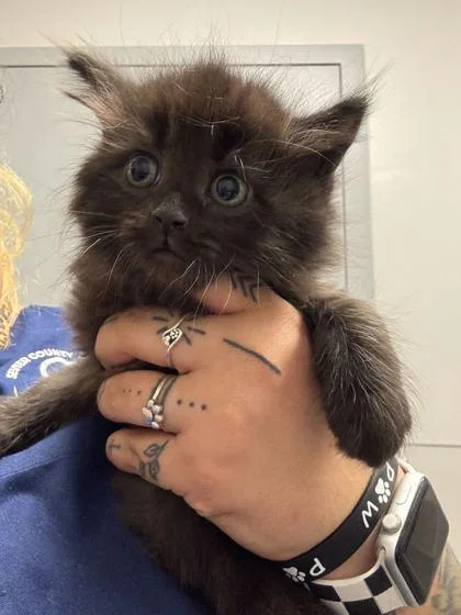 A baby small-sized male Domestic Long Hair cat named Trunks for adoption in Sevierville, TN