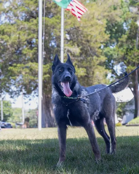 Bandit