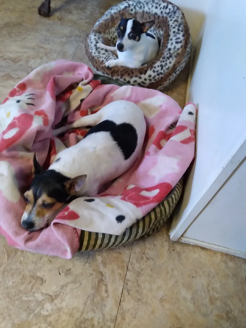 An adult small-sized female Tricolor (Brown, Black, & White) Rat Terrier dog named Tinkerbelle for adoption in DeFuniak Springs, FL