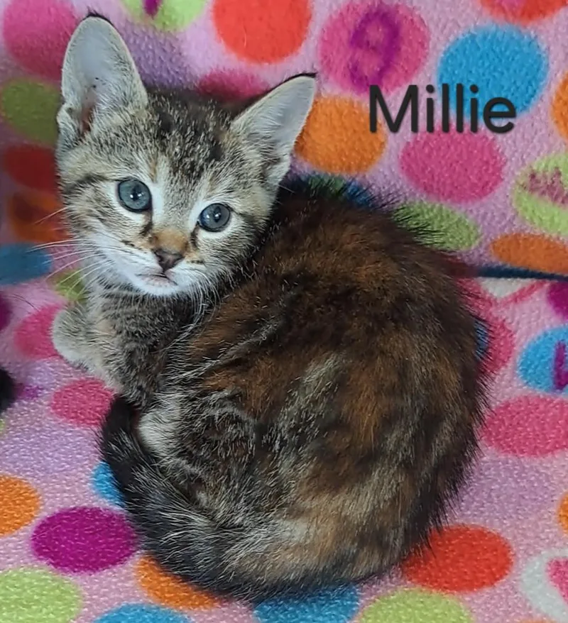 Millie Andor Mattie