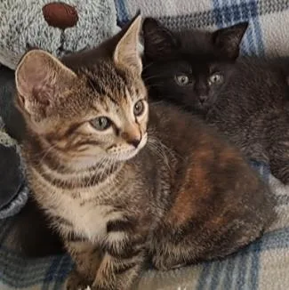 Millie Andor Mattie thumbnail 2