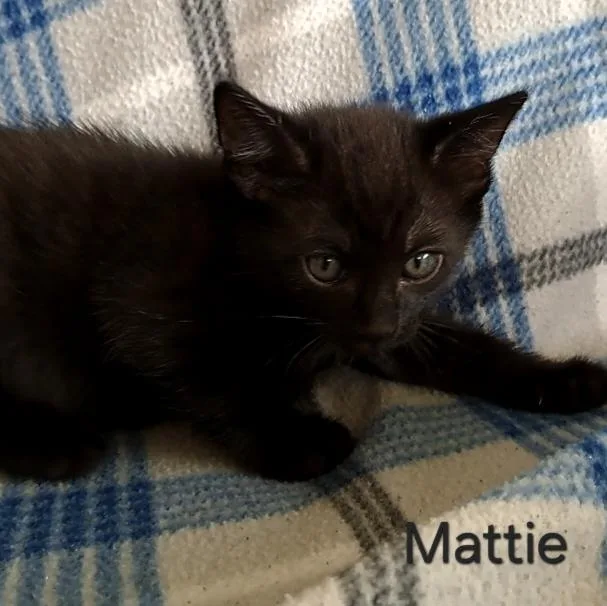 Millie Andor Mattie thumbnail 3