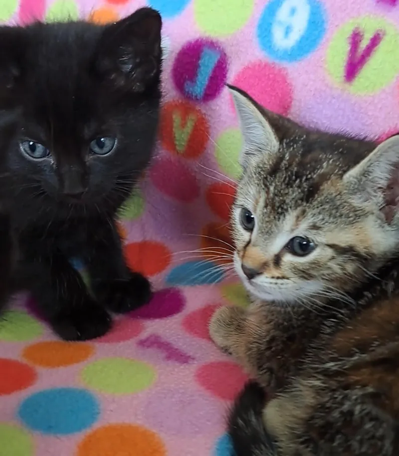 Millie Andor Mattie thumbnail 4