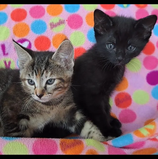 Millie Andor Mattie thumbnail 5