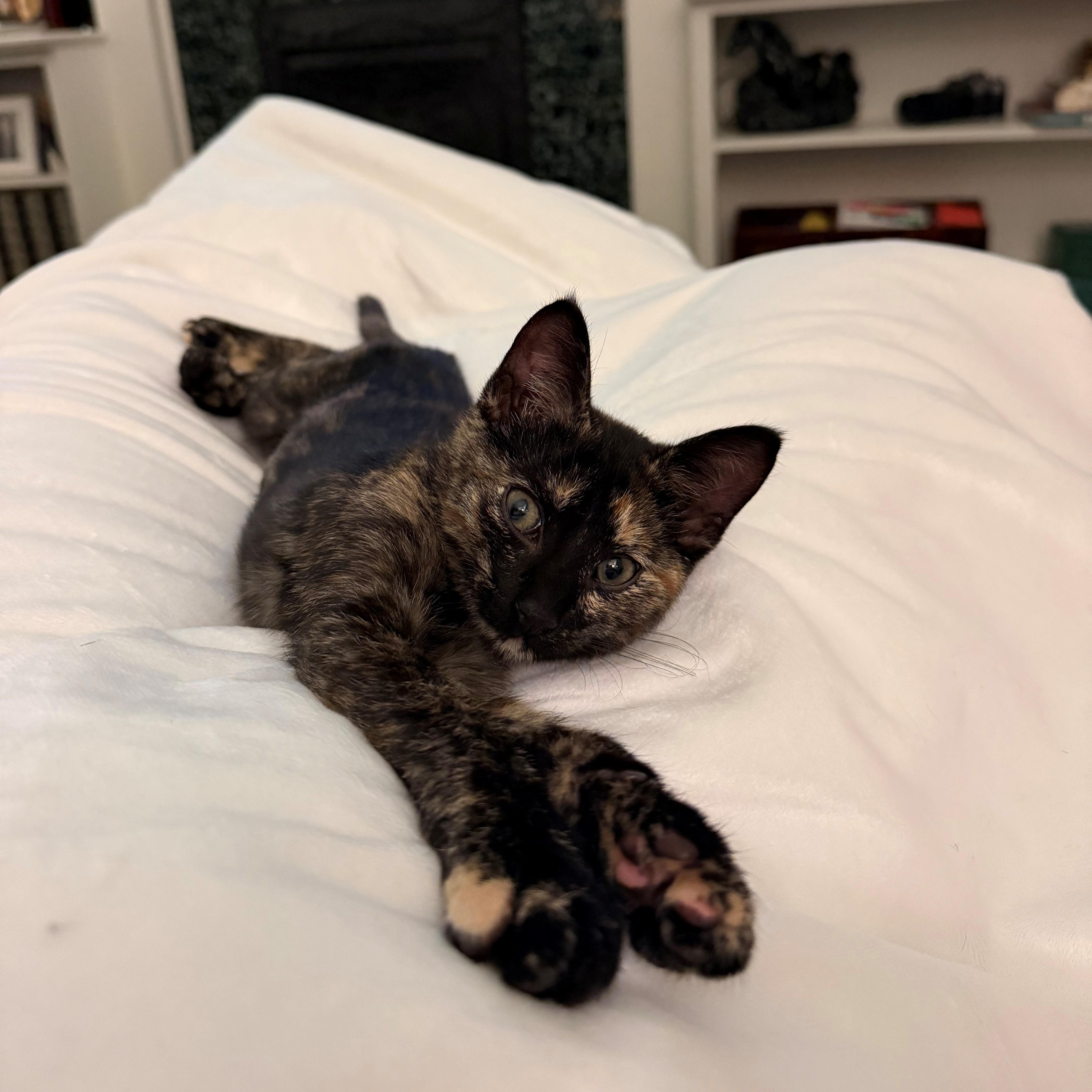 A baby small-sized female Tortoiseshell Domestic Short Hair cat named Moana & Jasmine for adoption in Nashville, TN