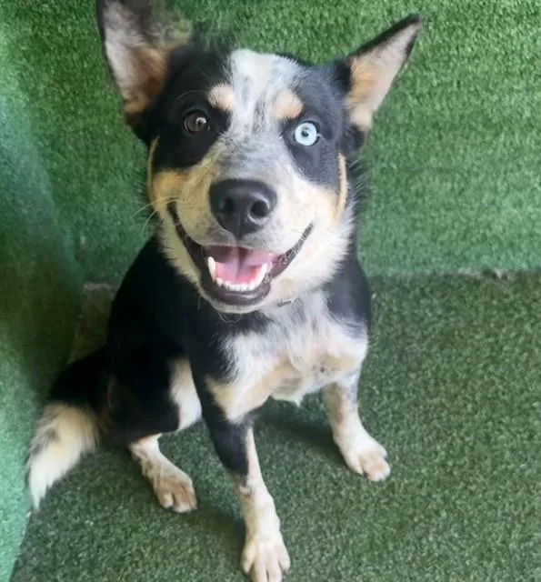 A young medium-sized male Australian Cattle Dog / Blue Heeler dog named Norbert for adoption in Castaic, CA