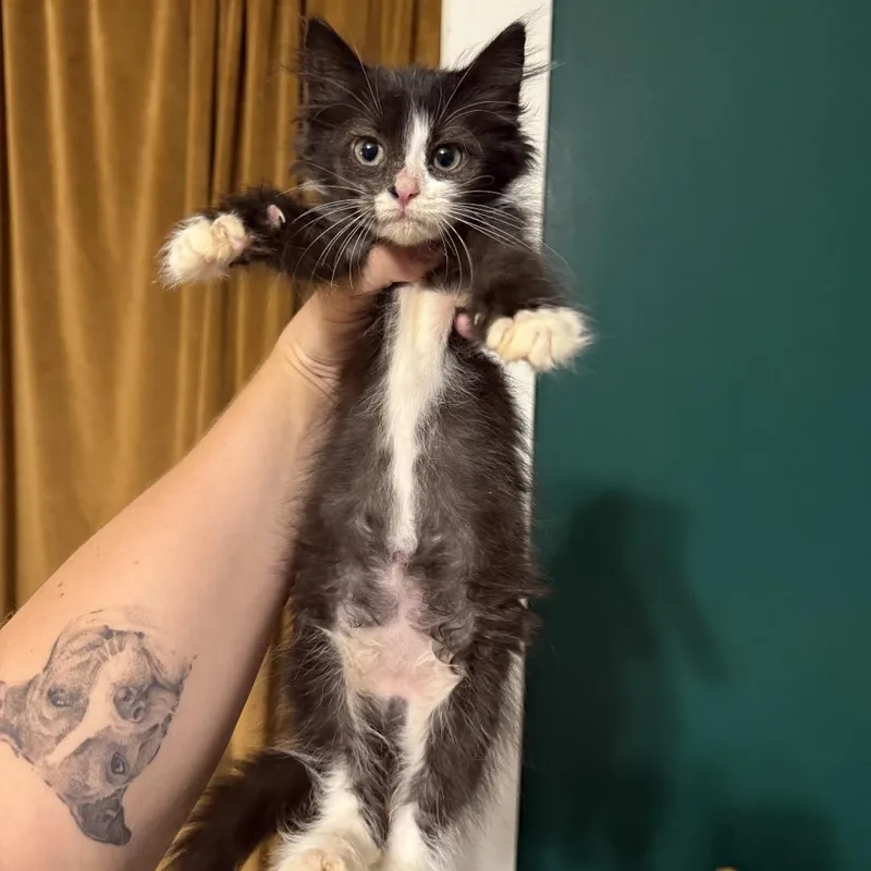 A baby small-sized female Black Domestic Long Hair cat named Cupcake for adoption in Granville, OH