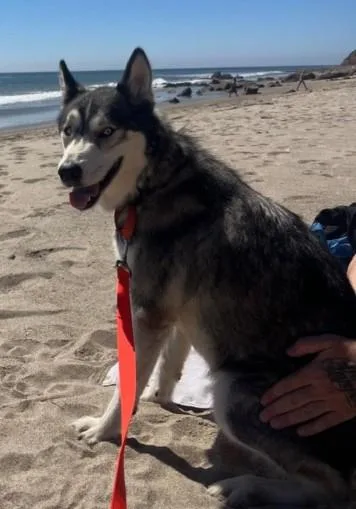 An adult large-sized female Siberian Husky dog named Winter for adoption in Van Nuys, CA