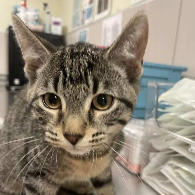A baby small-sized female Orange / Red Domestic Short Hair cat named Jamies for adoption in Chicago, IL