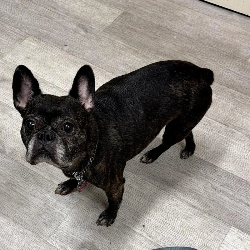 A senior medium-sized female Black French Bulldog dog named Faith for adoption in Waldorf, MD
