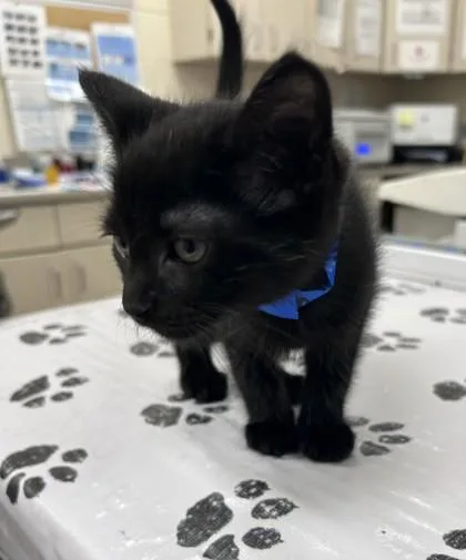 A baby small-sized male Domestic Short Hair cat named Macaroon for adoption in Westland, MI