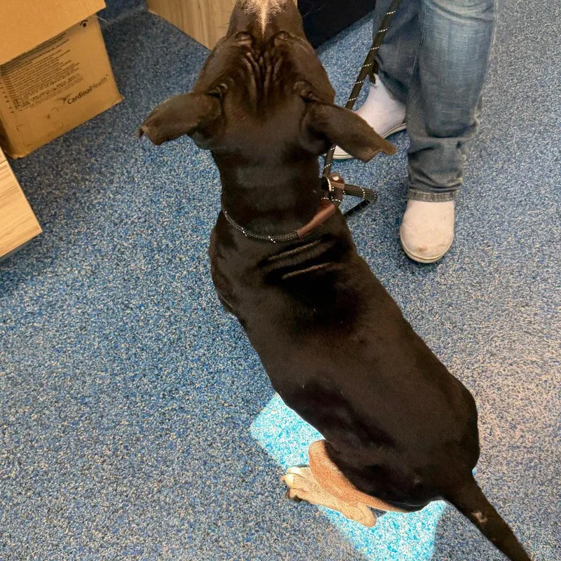 An adult medium-sized male Pit Bull Terrier dog named Bugg for adoption in Tarboro, NC
