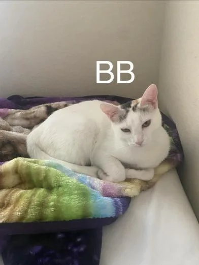 A baby medium-sized female White Domestic Short Hair cat named Bb for adoption in Liverpool, TX