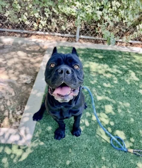 An adult large-sized male Cane Corso dog named Hawk for adoption in Chatsworth, CA