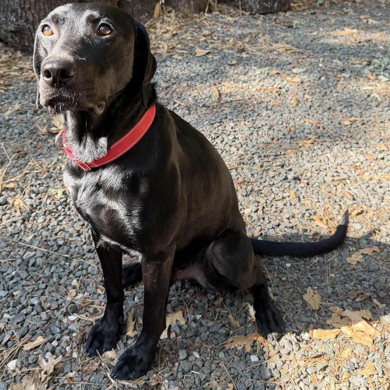 An adult medium-sized male Black Labrador Retriever dog named Otto for adoption in San Francisco, CA