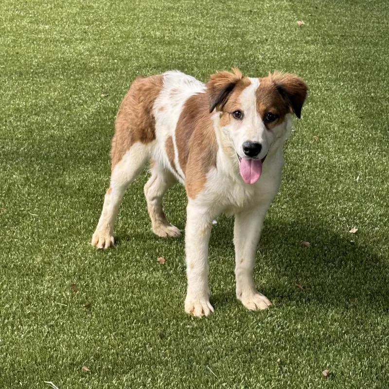 A baby medium-sized female Brown / Chocolate Collie dog named Amelia Rose for adoption in Pasadena , MD