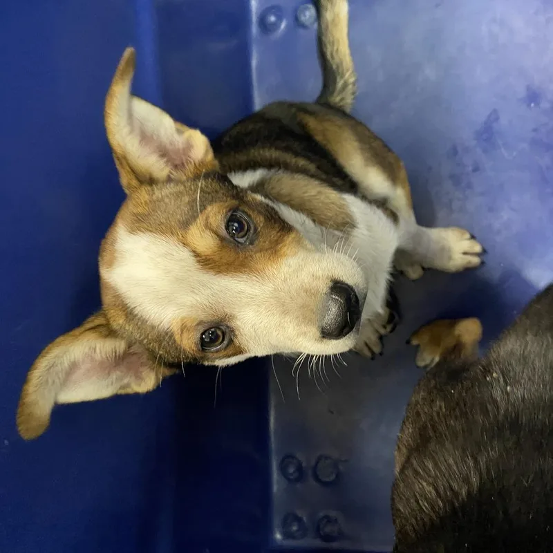 A baby medium-sized female White / Cream Mixed Breed dog named Liberty for adoption in Ardmore, OK