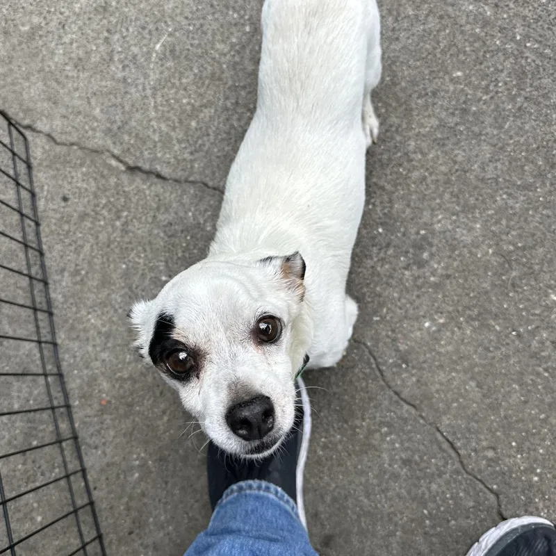 A senior small-sized male White / Cream Mixed Breed dog named Mochi for adoption in San Francisco, CA
