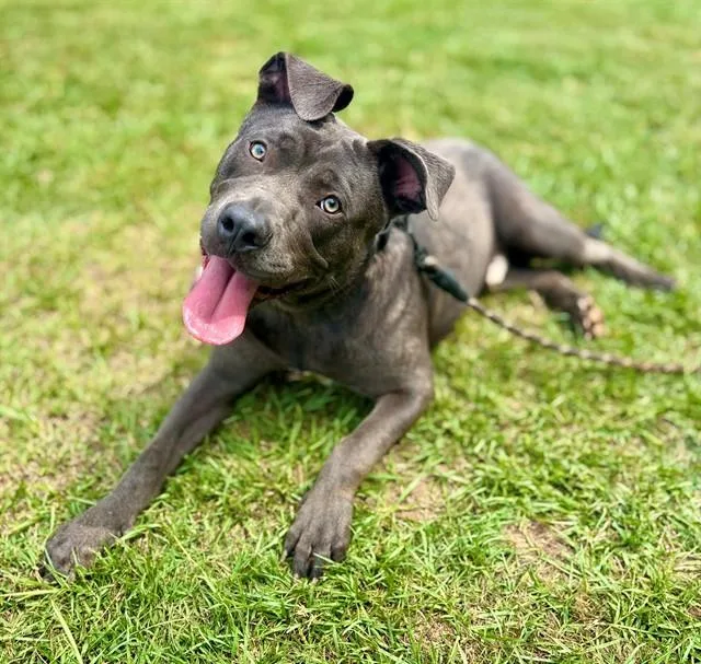 A young large-sized male American Staffordshire Terrier dog named Kenickie for adoption in York, SC