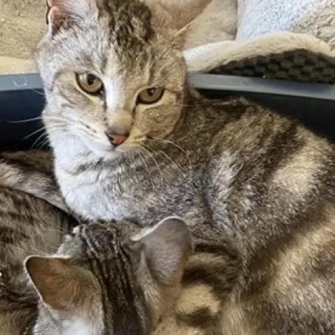 A senior small-sized female Gray / Blue / Silver Domestic Short Hair cat named Agatha for adoption in Nampa, ID