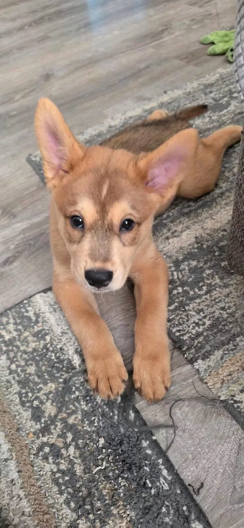 Maverick