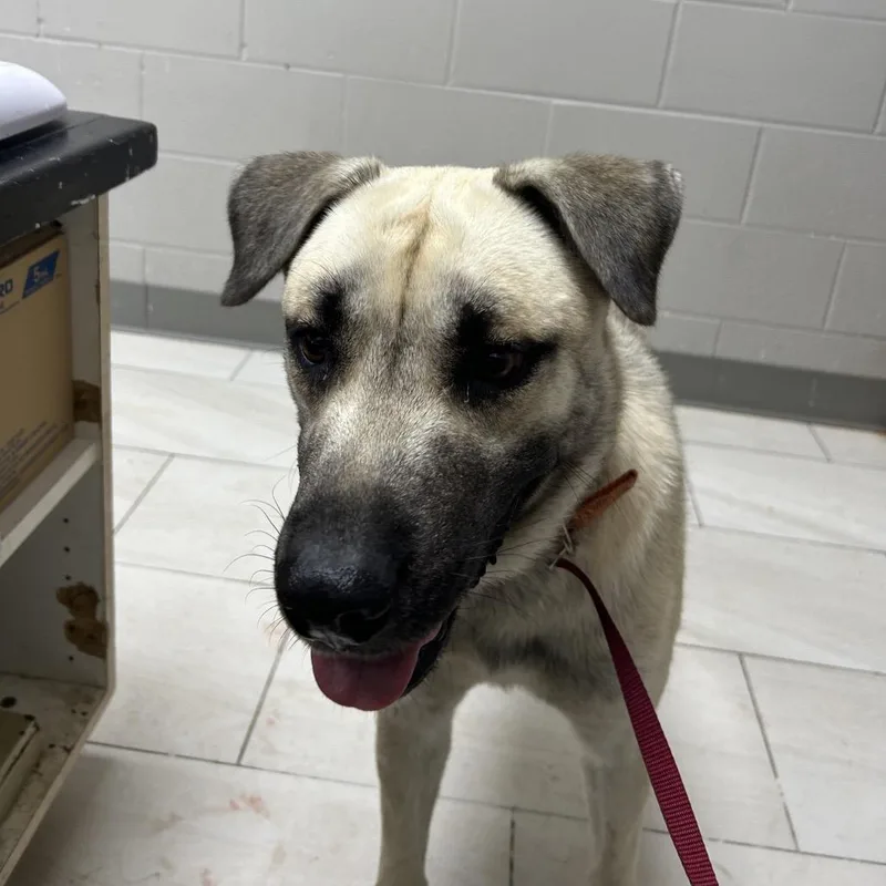 An adult medium-sized male Yellow / Tan / Blond / Fawn Black Mouth Cur dog named Macho for adoption in Lufkin, TX