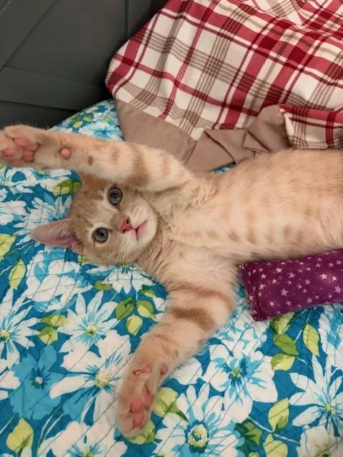 A baby small-sized male Orange / Red Domestic Short Hair cat named Leo the BlueEyed for adoption in Somerset, NJ