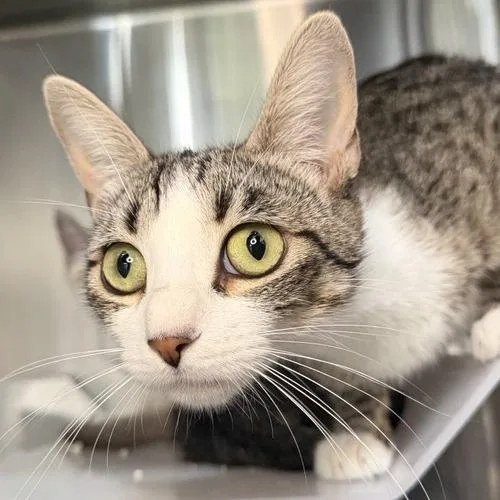 An adult medium-sized female Domestic Short Hair cat named Xaito for adoption in Los Angeles, CA