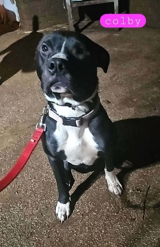 A young medium-sized male Labrador Retriever dog named Sylvester for adoption in Fort Worth, TX