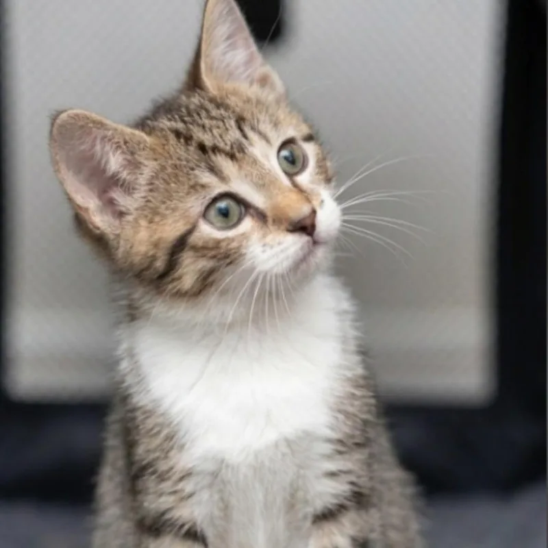 A baby small-sized female Brown / Chocolate Domestic Short Hair cat named Lime for adoption in Middle Village, NY