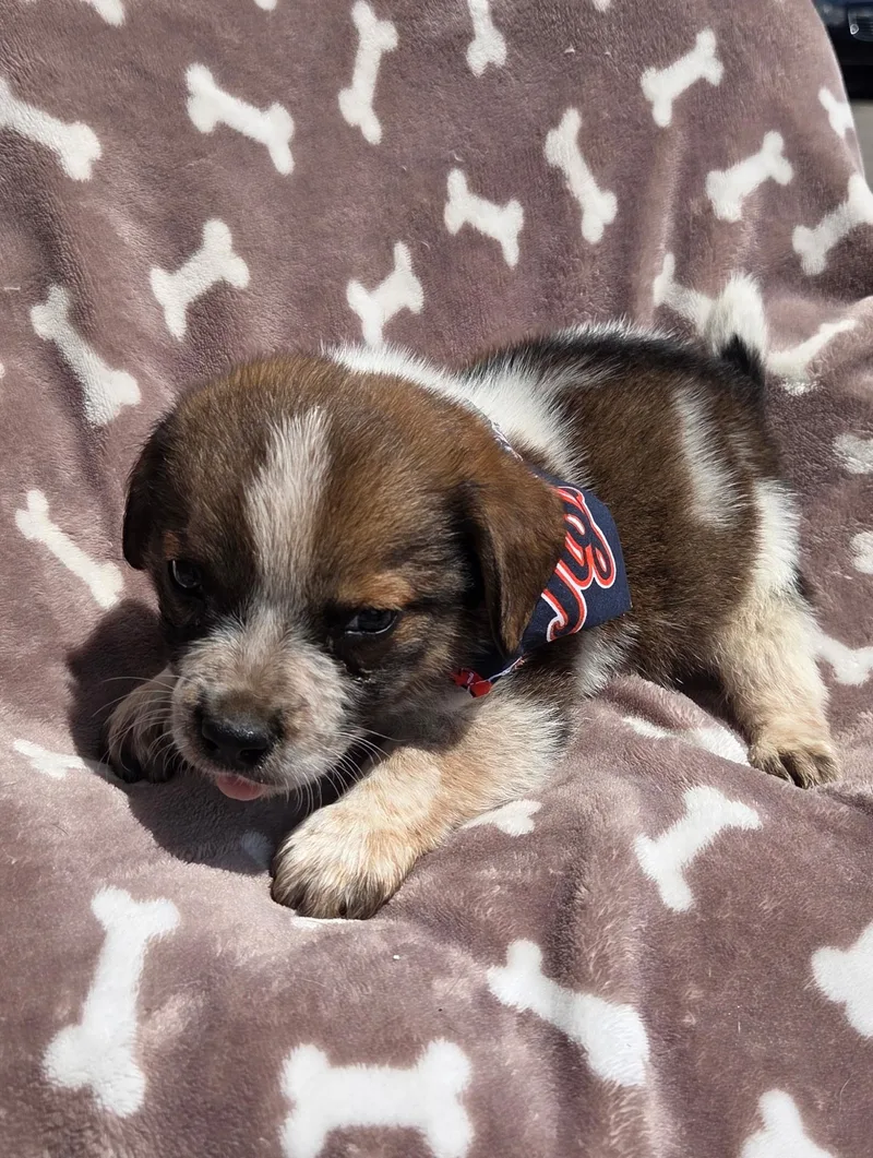 A baby medium-sized male Apricot / Beige Beagle dog named Beagle boy for adoption in White Lake, MI