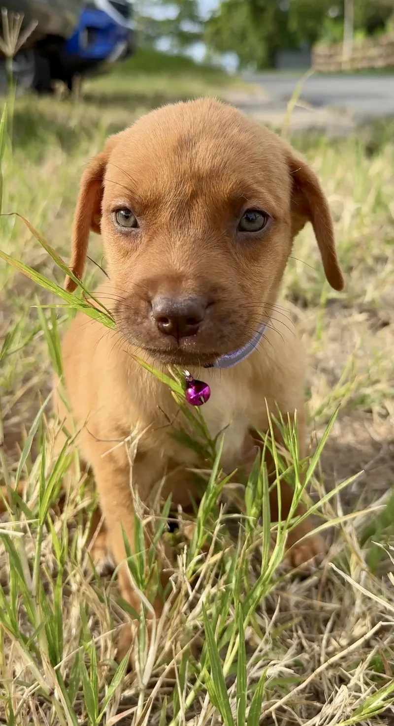 Penny  Green Eyes thumbnail 2