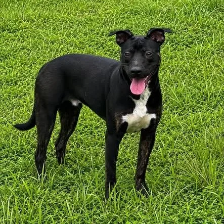 A young medium-sized male Bicolor Pit Bull Terrier dog named Milo for adoption in Stafford, VA